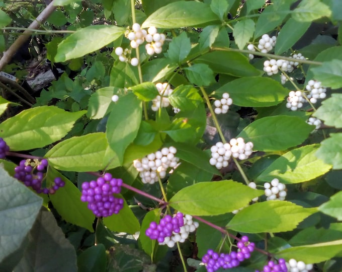 Rare White American Beautyberry Shrub!! Great smaller shrub for sun to shade that lights up in fall with large white berries!! 3.5" Deep Pot