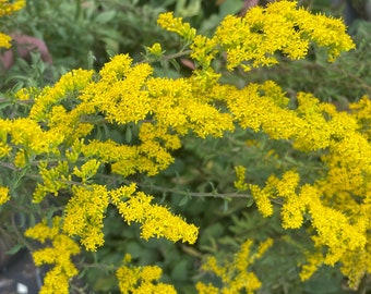 Sunny Goldenrod (Solidago spp.) US Native Plant & Keystone Species for Pollinators and Birds!!!