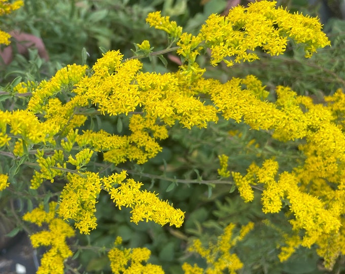 3 Sunny Goldenrod (Solidago sp.) US Native Plant & Keystone Species for Pollinators and Birds!!! Full sun and dry adapted!!