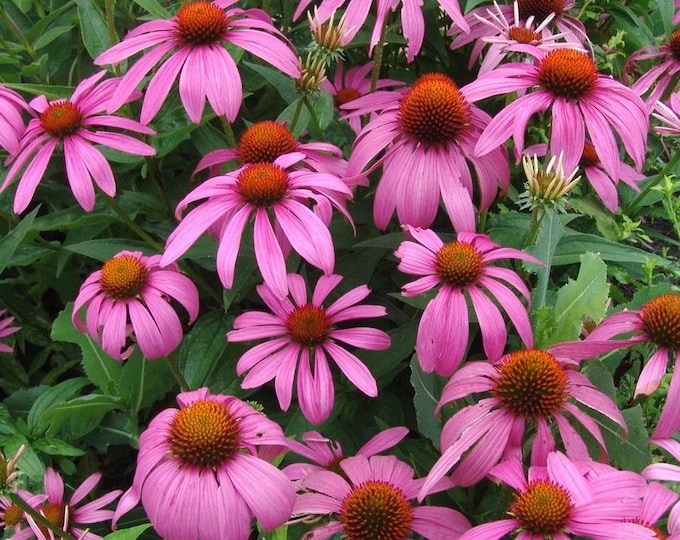 Purple Coneflower (Echinacea purpurea), the most Popular Native Plant perennial in the U.S.!! Easy & beautiful! 3 plants in 3.5" Deep Pots.