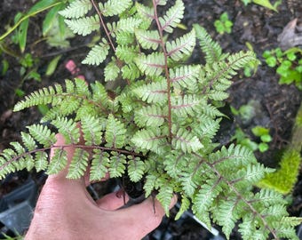 3 Painted Ferns, the Most Colorful Fern there is, and one of the easiest to grow in your shade garden!! Three 3.5" pots!!