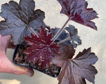 3 Dark-leaved Coralbells  (Heuchera spp.) plants in 2.5" Pots!! THE best plant for dry shade. Beautiful and tough US Native Plant.