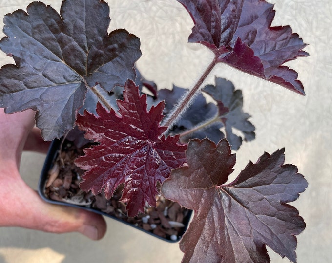 3 Dark-leaved Coralbells  (Heuchera spp.) plants in 2.5" Pots!! THE best plant for dry shade. Beautiful and tough US Native Plant.