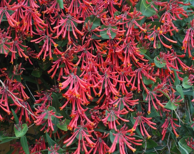 Gorgeous Major Wheeler Coral Honeysuckle in 3.5" Deep Pot (Lonicera sempervirens) Hummingbird Favorite, US Native Plant!! Small garden Fave!