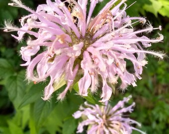 Bee Balm, Wild Bergamot (Monarda fistulosa) Pollinator Favorite!! (3) 2.5" potted starter plants!
