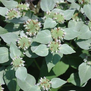 May include: A handmade, wooden serving tray with a natural finish. The tray features a rectangular shape with raised edges and integrated handles. Dimensions are approximately 16 inches long, 10 inches wide, and 2 inches high.