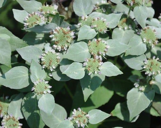 Clustered Mountain Mint (Pycnanthemum muticum), Gorgeous native herb! 3 pack of 2.5" pots. Pollinators love it and you will too!!