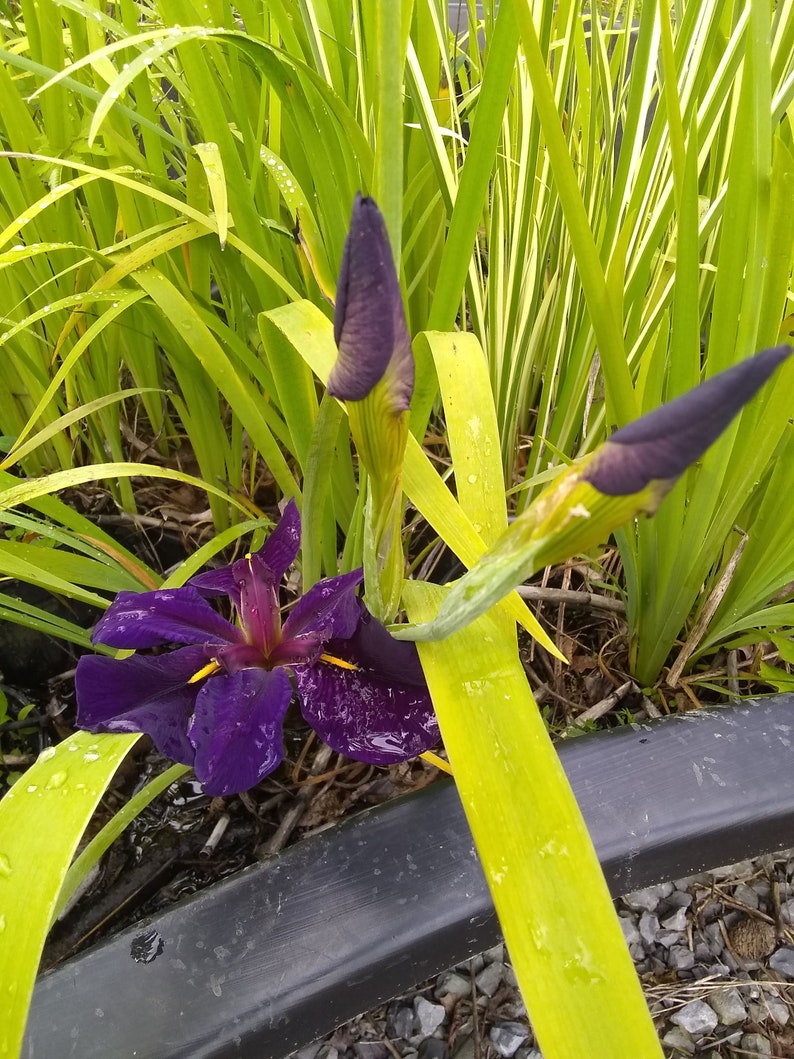 Stunning Louisiana Iris 'black Gamecock' Grows in Sun to Shade, Avg to ...