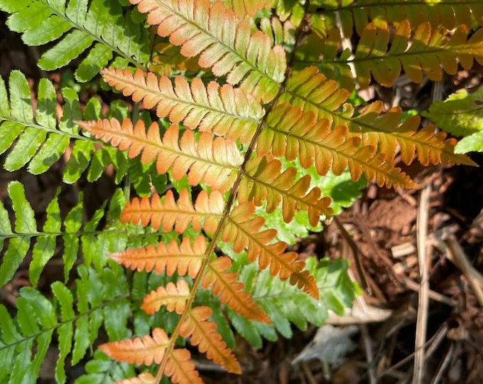 The Gorgeous Autumn Fern will brighten any shady spot! Three 2.5" Potted hardy ferns! (Dryopteris erythrosora) Beautiful and easy to grow!