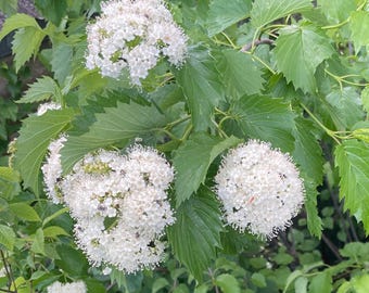 Arrowwood Viburnum (Viburnum dentatum) Beautiful and Hardy Native Shrub for your landscape!! 3.5"potted plant!