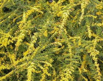 Fireworks Goldenrod (Solidago rugosa) Late season explosion of color!! Keystone Species for Pollinators and Birds!!! One 3.5" Deep Pot