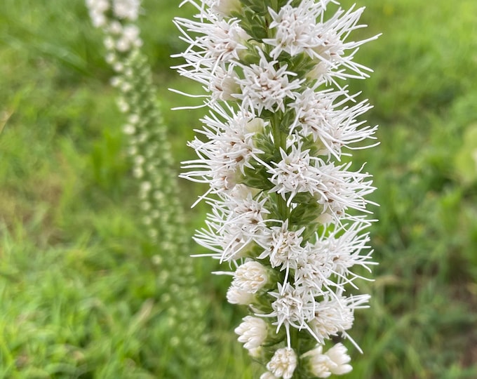 3 WHITE Blazing Star Plants (Liatris spicata 'Floristan White'), aka Gayfeather and Marsh Blazingstar, Summer blooms!! US Native Plant!