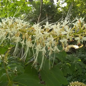 May include: A close-up of a branch of white flowers with long, thin petals. The flowers are clustered together and have a delicate, feathery appearance. The branch is surrounded by green leaves.