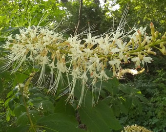 Bottlebrush Buckeye (Aesculus parviflora), Extraordinary Blooming Native Shrub / Tree for Shade in Quart pot, Butterfly Pollinator Favorite!