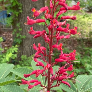 May include: A close-up of a red buckeye flower spike with numerous small, tubular flowers. The flowers have a vibrant red hue with hints of yellow. Large, green, palmate leaves surround the flower spike, with a blurred background of trees and foliage.