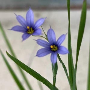 Blue-Eyed Grass, charming native alternative for edging! Three 3.5" pots, grows in sun to shade!