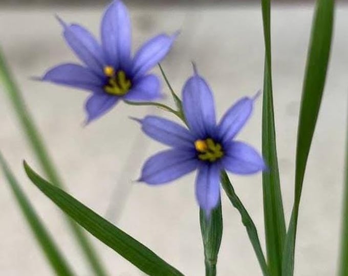 Blue-Eyed Grass, charming native alternative for edging! Three 3.5" pots, grows in sun to shade!