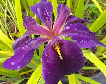 Stunning Louisiana Iris 'Black Gamecock'!! Grows in Sun to shade, Avg to wet soils. Prolific bloomer!!! 3.5" Deep Pot