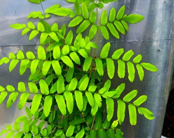 Spectacular Royal Fern, Looks great in shade, even better in full sun!! 3.5" potted plant