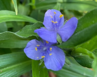 Ohio Spiderwort (Tradescantia ohiensis), tough, long-blooming perennial workhorse for sun to shade!! 3.5" Potted Plant