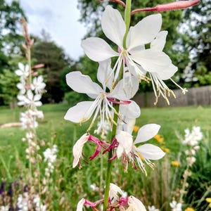 May include: A tall, slender gaura plant featuring delicate white, four-petaled flowers with long, thin stamens. The stems are green with reddish-pink buds and accents, showcasing a vertical arrangement of blooms that transition from fresh white to wilting.