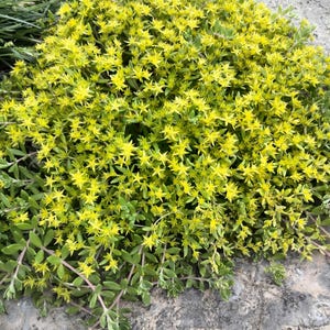 May include: A close-up of a vibrant, low-growing plant with clusters of small, star-shaped yellow flowers. The plant has small, green leaves and stems, creating a dense, textured appearance. The plant is likely a ground cover or a small flowering plant.