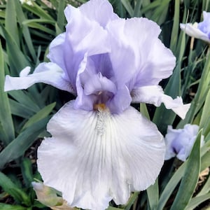 Lavender Blue Tall Bearded Iris