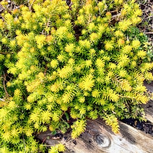 May include: A close-up view of a vibrant, low-growing plant with bright yellow-green foliage. The plant has small, needle-like leaves and is growing near weathered wooden planks. The overall texture is dense and lush, with hints of brown and dried vegetation.