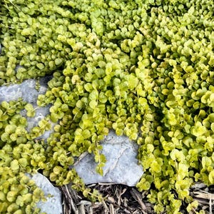 Lysimachia Creeping Jenny (moneywort), perennial ground cover