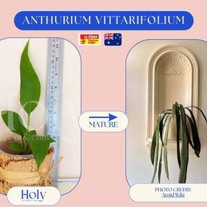 RARE Anthurium Vittarifolium