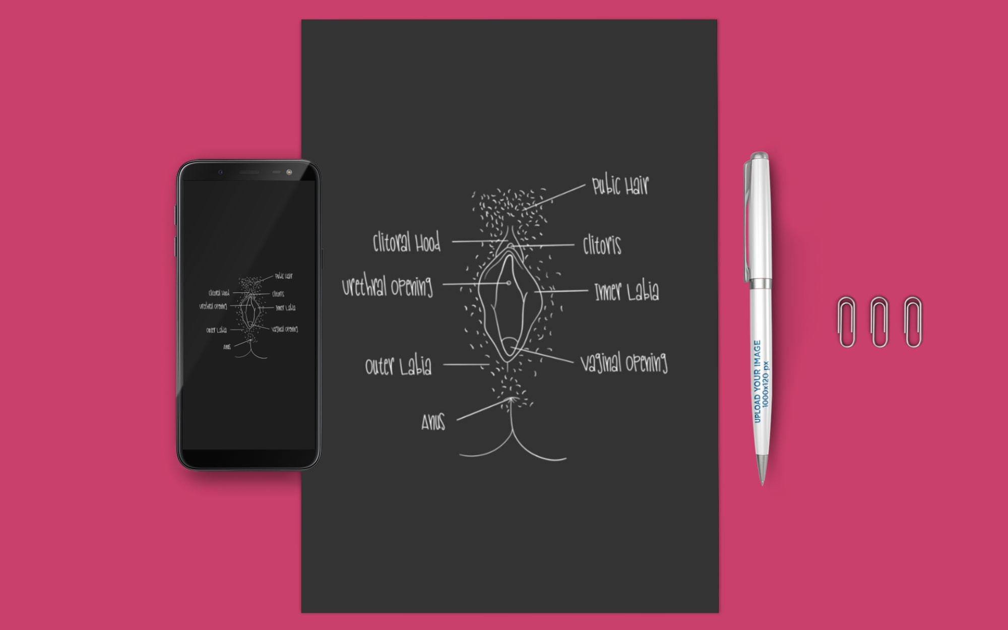 Vaginal Anatomy Digital Pdf Jpeg Art Files For Printing 1 Page