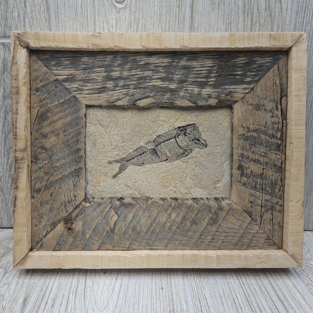 Knightia Fossil Fish Fossil in Hand Made Reclaimed Wooden Frame 10