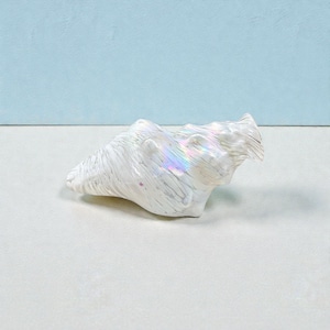 May include: A white, iridescent seashell with a textured surface. The shell has a swirling pattern and a pearlescent sheen, reflecting a rainbow of colors. The shell is displayed on a white surface against a light blue background.
