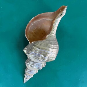 May include: A large spiral seashell with a metallic silver exterior finish and a smooth, light peach-colored interior opening. The shell features a tapered, pointed base and a wide, flared aperture with visible ridges along the outer surface.