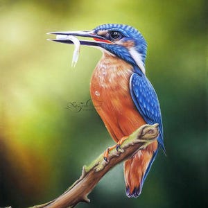 Portrait Drawing of a Realistic Kingfisher with Pastel Pencils - Original Print
