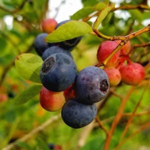 May include: Close-up of ripe blueberries on a branch with green leaves. The blueberries are dark blue and some are still green.