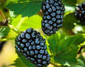 May include: Close-up of two ripe blackberries with a glossy finish, hanging from a green vine with leaves.
