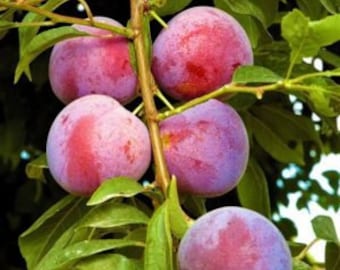 Methley Plum Tree