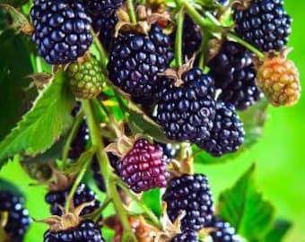 May include: Close-up of a branch of ripe blackberries, some still green, with a blurred green background.