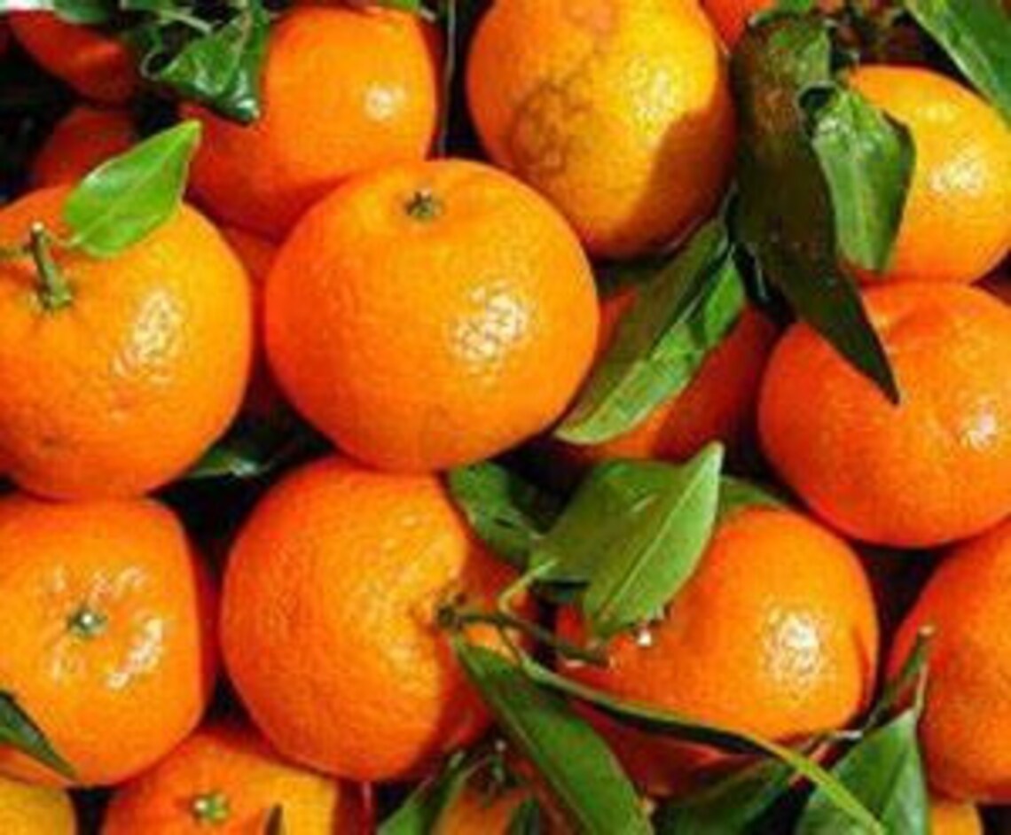 Valencia Orange Tree Etsy