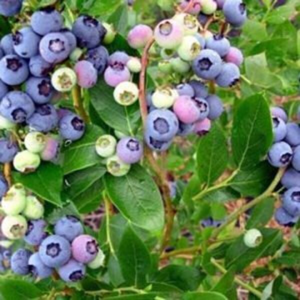 Climax Blueberry Bush