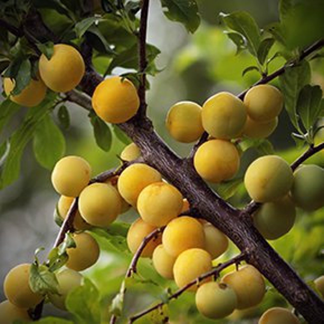 Gold Plum Tree - Etsy