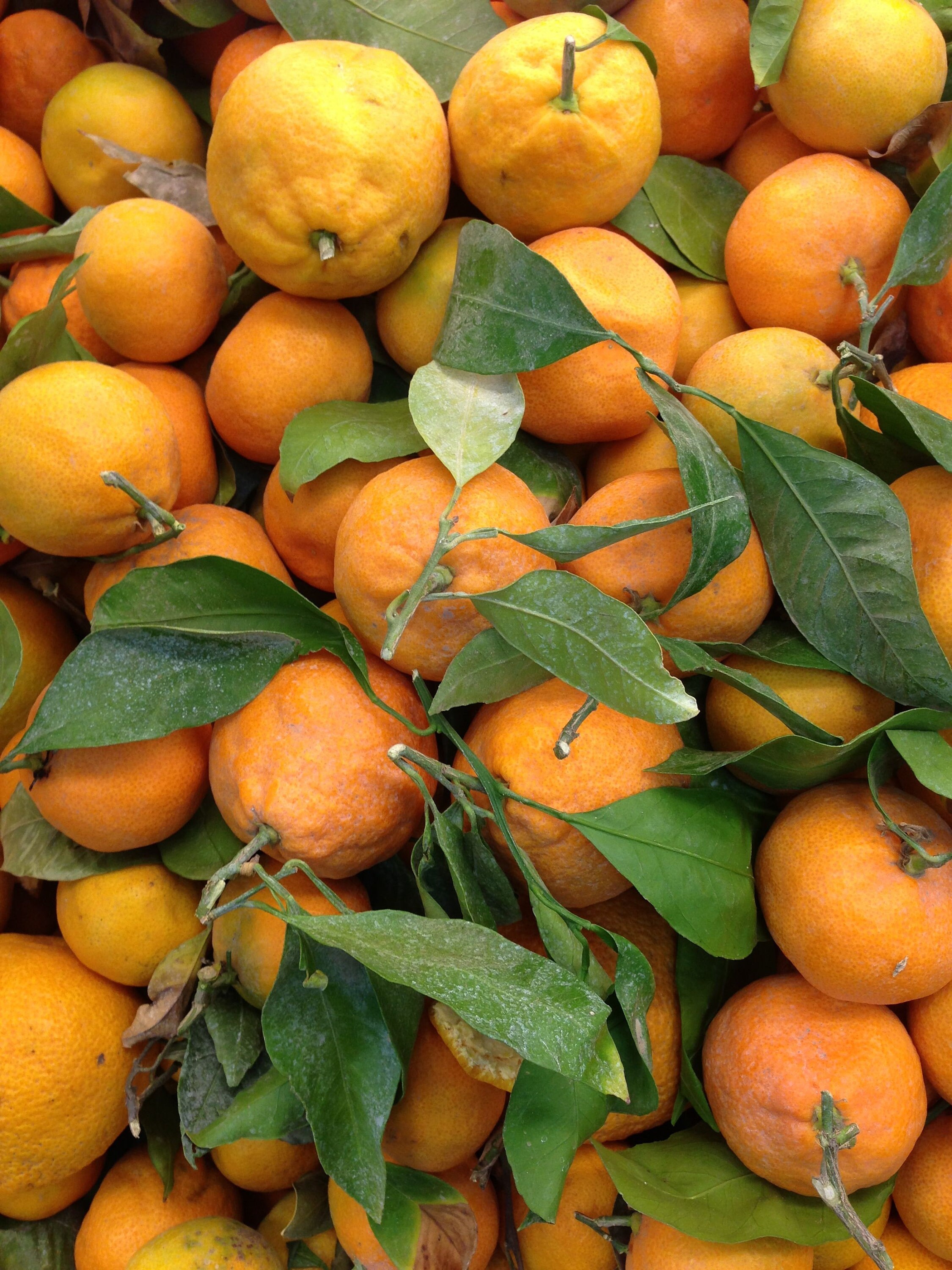 Owari Satsuma Tree Etsy