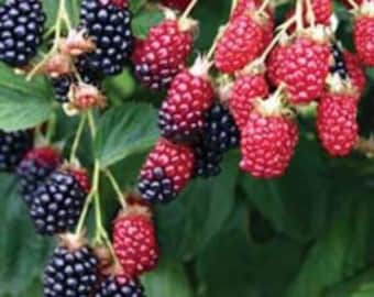 May include: Close-up of a blackberry bush with ripe black and red berries hanging from the branches.