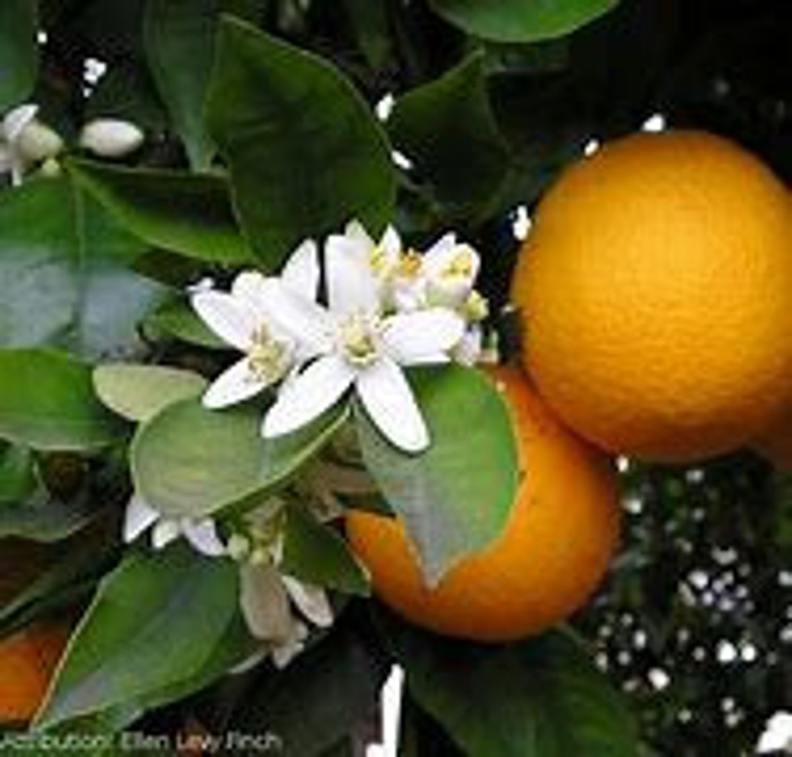 Hamlin Orange Tree Etsy