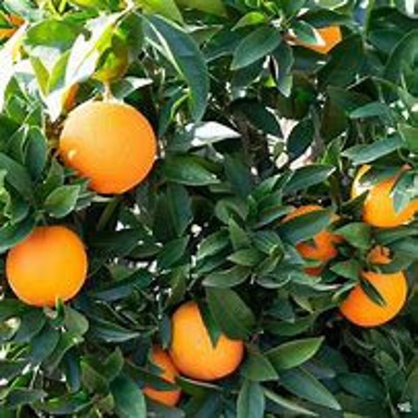 Navel Orange Seed Etsy