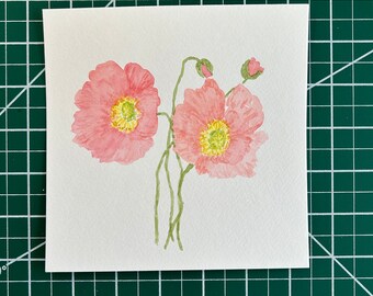 6x6" pink Icelandic poppies, original watercolor