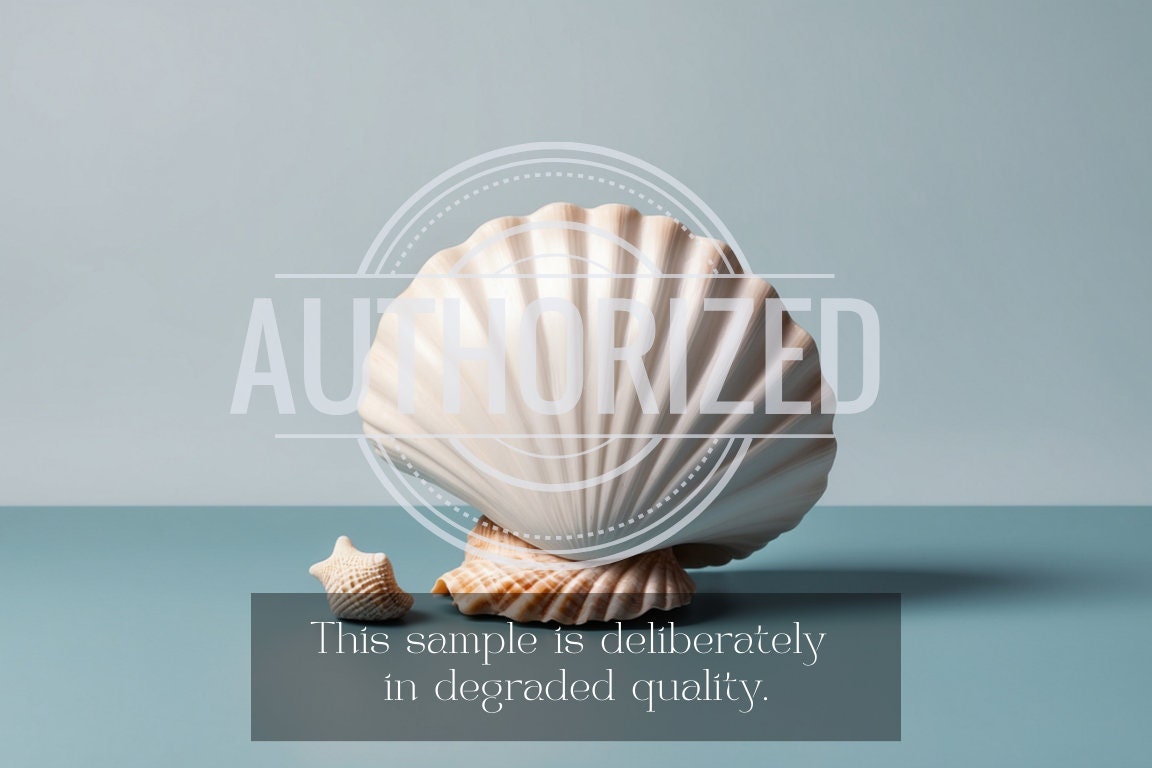 Minimalistic Shell - Etsy