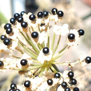 RAMP SEEDS Grow your Ramp Patches! Ethically and Sustainably harvested Wild Ramsons var Allium Tricoccum RAMPINI