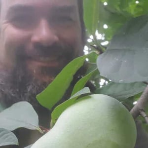 May include: A single, smooth, light green pawpaw fruit hanging from a branch among large, oval-shaped green leaves. The fruit has an elongated, slightly curved, and rounded shape, displaying a uniform pale green skin texture on the tree.